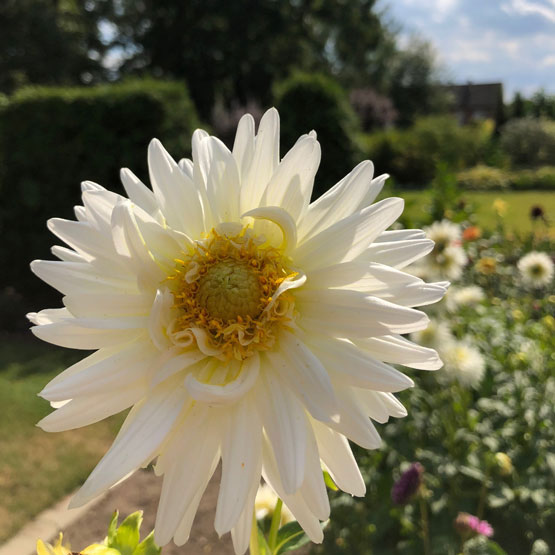 Blume